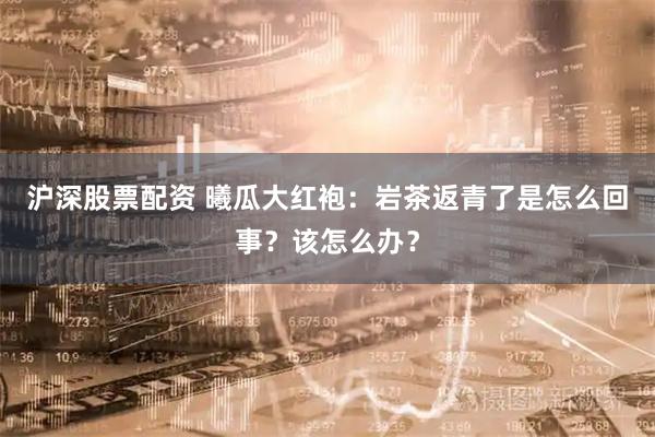 沪深股票配资 曦瓜大红袍：岩茶返青了是怎么回事？该怎么办？